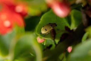 escarabajo de hoja amarilla en una hoja