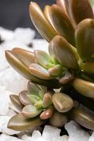 Succulent plant with seedlings emerging