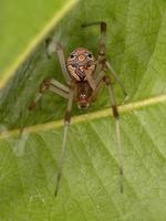 Small Brown Widow photo