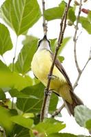 Adult Great Kiskadee photo