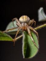 Grass Neoscona Spider photo