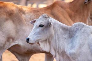 vaca adulta en una granja foto