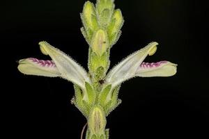 flor de una rara planta brasileña