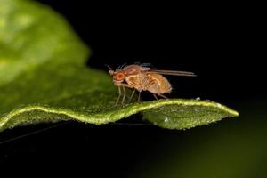 Adult Lauxaniid Fly photo