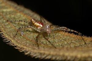 Small Lynx Spider photo