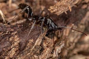 hormiga de mandíbula trampa adulta
