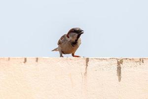 Adult House Sparrow photo