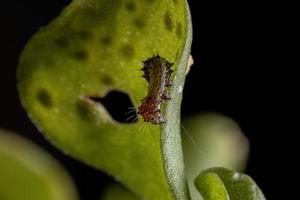 oruga comiendo una planta de verdolaga común foto