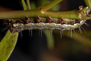 oruga comiendo una planta de verdolaga común foto