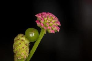 Flower of Common Lantana photo