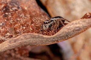 Small Jumping spider photo