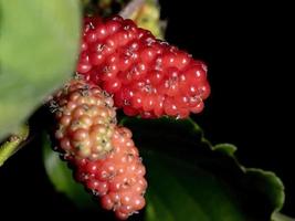 Mulberries plant in detail photo