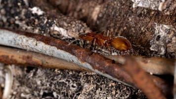 Adult Turtle ant photo