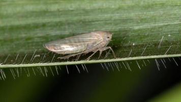 Brazilian Typical Leafhopper photo