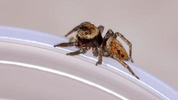 Adanson House Jumping Spider photo