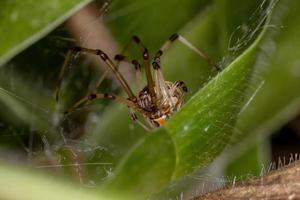 Brown Widow Spider photo