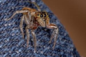 Adanson House Jumping Spider photo