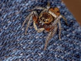 Adanson House Jumping Spider photo