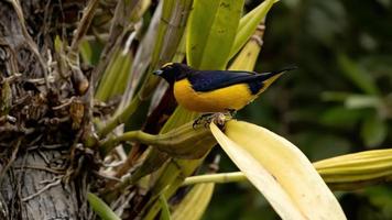 Male Purple throated Euphonia photo