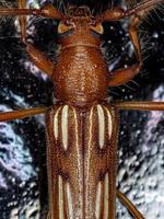 escarabajo típico de cuernos largos