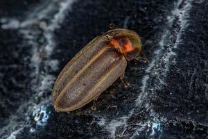escarabajo luciérnaga adulto