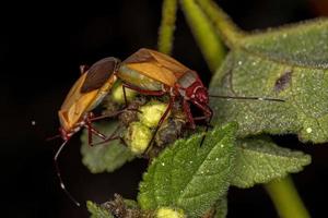 insectos adultos del teñidor de algodón foto