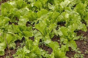 Green lettuce seedlings