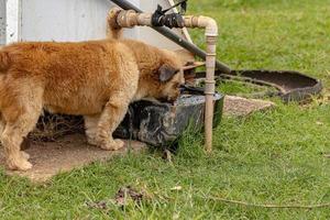 Domestic dog drinking water photo