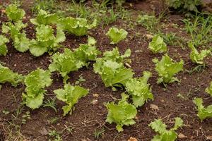 Green lettuce seedlings