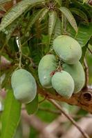 árbol de mango con frutas foto