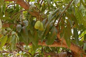 árbol de mango con frutas foto