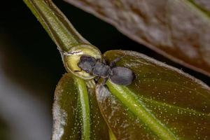 pequeña hormiga tortuga negra adulta foto