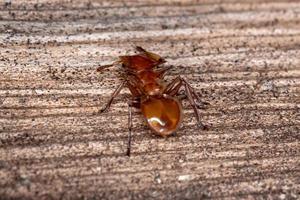 Adult Turtle ant photo