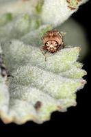 Warty Leaf Beetle photo