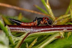 escarabajo adulto del latigazo