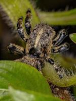 Adult Female Yellow Jumping spider