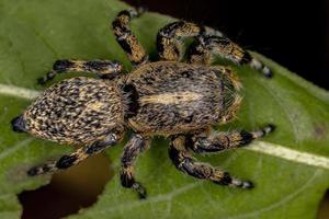 Adult Female Yellow Jumping spider