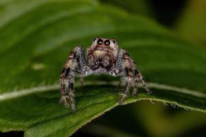 Small Jumping Spider photo