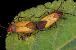 insectos adultos del teñidor de algodón foto