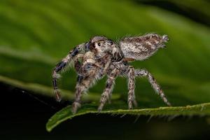 Small Jumping Spider photo