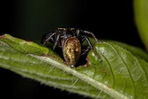 pequeña araña saltadora foto