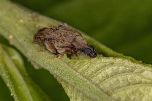 escarabajo de hoja marrón adulto foto