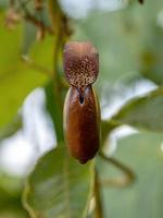 flor de la planta de birthwort foto