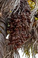 Moriche Palm Fruits photo