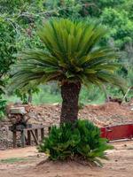 Green Cycad Plant photo