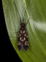insecto caddisfly adulto foto