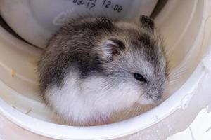 Campbell's dwarf hamster photo