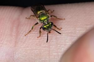 Augochlorine Sweat Bee photo