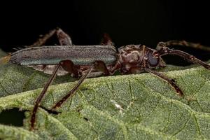 Escarabajo de cuernos largos típico adulto