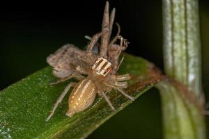 Female Adult Jumping Spider photo